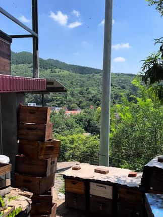 历史上最能吃苦的一代人,在慢慢退出历史舞台。有时间常回家看看,很多老人一问起孩子一年回家几次,说一次的时候都会泪流满面,干了一辈子累活脏货,有人说养蜂很赚钱,那怎么没见几个养蜂人家的孩子是富二代,都是维持生活罢了。#蜂蜜 #蜂王浆 #纯正天然蜂蜜 #农家蜂蜜 #野生蜂蜜