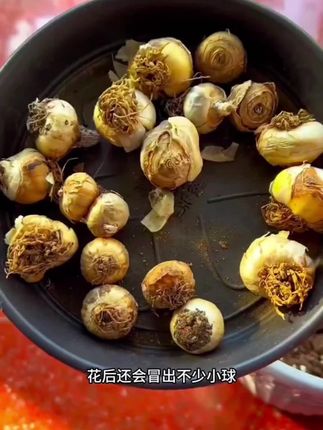 今天为您推荐分享的是圣心百合