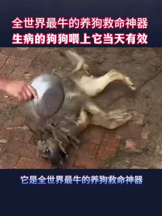 全世界最牛的养狗救命神器#萌宠 #涨知识 #狗狗 #正能量 #养狗经验分享