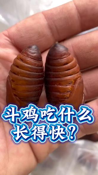 #斗鸡 #斗鸡文化 #斗鸡爱好者 #斗鸡养殖 #斗鸡热门