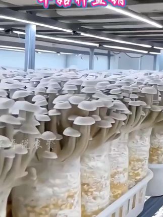 喷水就长菌包好养菌菇种植包食用菌菌棒平菇#食用菌栽培#这种蘑菇你吃过吗 #蘑菇种植#菌菇吃了有什么好处#不能吃的蘑菇有哪些