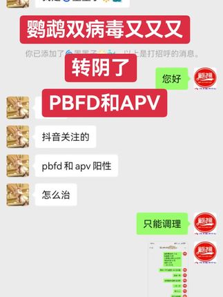 鹦鹉双病毒成功案例#鹦鹉双病毒 #鹦鹉啄羽症 #鹦鹉PBFD #鹦鹉APV #禽医老葛技术服务中心
