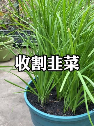 #在家种菜 #盆栽蔬菜 #韭菜种植 #蔬菜种子 #韭菜根