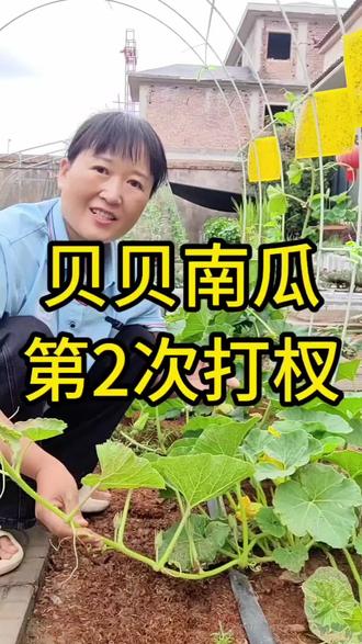 贝贝南瓜管理技术#家庭种植#贝贝南瓜#贝贝南瓜管理技术#贝贝南瓜整枝打杈#种菜小技巧
