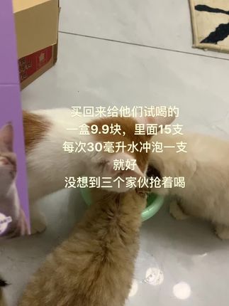 #吃货猫 我家幼猫体格比同龄猫小一点 所以现在开始喂食羊奶补充营养 没想到第一次喂,他们都抢着喝
