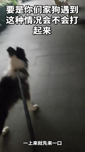 请问这种打起来应该怎么处理呢##狗打架 #边牧边牧 #小狗凶猛