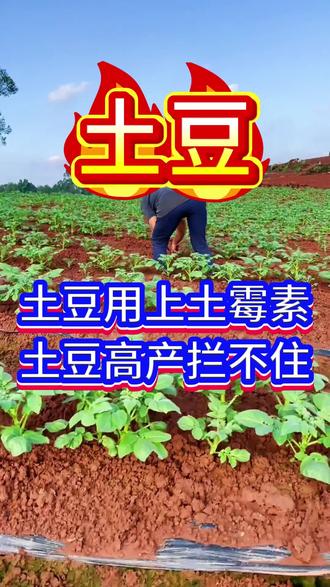 土豆用上土霉素,土豆高产拦不住#土豆#种土豆#马铃薯#洋芋#土豆种植技术