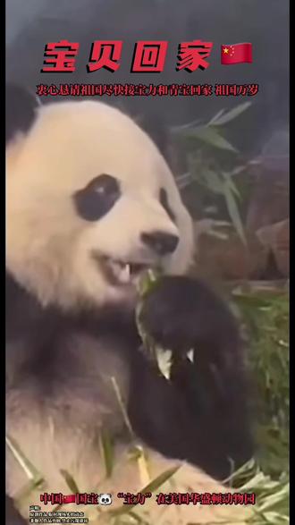 衷心恳请祖国尽快接旅美国宝大熊猫宝力和青宝回家🇨🇳祖国万岁✊~#大熊猫宝力#大熊猫青宝#回家#祖国万岁#正能量
感谢@小琦🐾