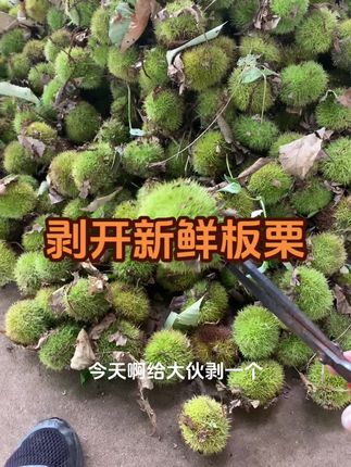 建议远一点的朋友下单板栗刺球,它能保持水分很少的蒸发 .#金寨板栗#金寨板栗