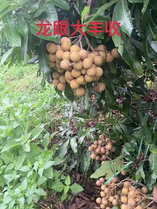开心南方也实现葡萄自由了#龙眼