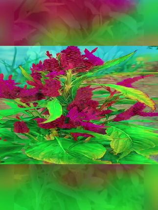 #69年的鸡 #81年的鸡 #93年的鸡