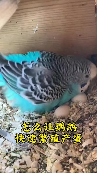 #鹦鹉#三农 #鹦鹉鹦鹉萌萌哒逗鹦鹉 #涨知识 #科普