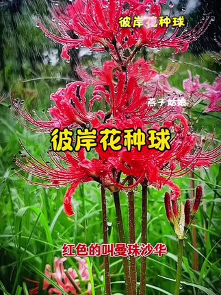 红色彼岸花,如烟,似火 🍀骄阳似火的夏末,彼岸花如烟花般盛放,轻盈婀娜地翩翩起舞,散发着曼妙的优雅姿态。 🍀彼岸花也叫做曼珠沙华,彼岸花是属于石蒜科的植株,而且彼岸花的名字是希腊女海神的名字,石蒜科的花卉,都是在开花的时候看不到叶子的,有叶子就看不到花卉,这也就代表了花和叶子不可以相见,在我们的心中也就有了,生生都不相见的意思,慢慢的流传到现在,就有了这一句话,彼岸花开彼岸,只见花却不见叶的说法,但它的花真的很美,第一眼就迷上了它,只看到了它的美艳,没读懂它的孤独与悲伤。#彼岸花 #好看的花一定分享给你 #花卉绿植 #曼珠沙华彼岸花 #植物花卉