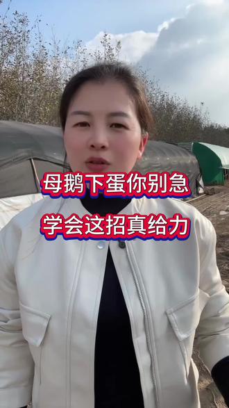 母鹅下蛋你别急,学会这招真给力#养鹅人 #母鹅养殖 #养鹅技术分享 #养鹅 #三农养殖