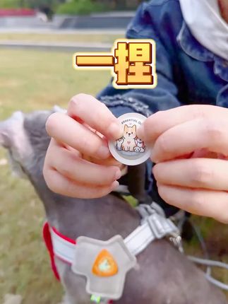 这个月开始草地上的蜱虫、跳蚤、蚊子多起来了~出门遛狗一定要给狗狗做好安全防护#出门遛狗#科学养宠攻略