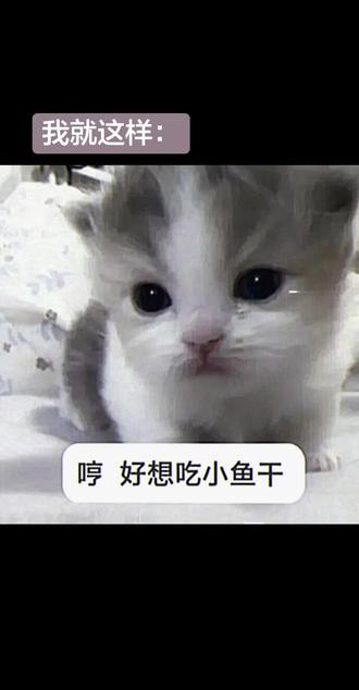 看我鸟不鸟你😋#猫猫表情包#萌物#猫咪表情包