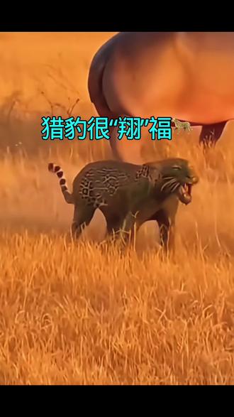 猎豹很“翔”福🐆
#和肖战一起马年向更高 #搞笑配音 #搞笑 #搞笑视频 #动物