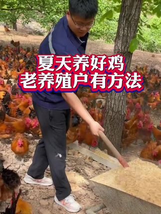 夏天养好鸡,老养殖户有方法 #养鸡 #养鸡小妙招 #养鸡技术 #养鸡驱虫 #养鸡驱虫小妙招