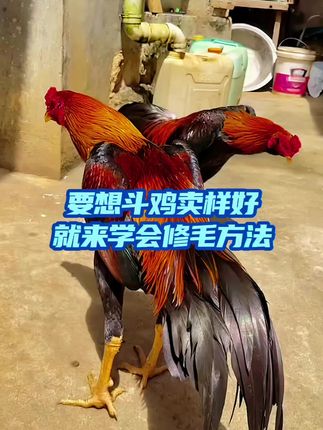 #斗鸡爱好者 #斗鸡养殖 #越南斗鸡养殖 #公鸡