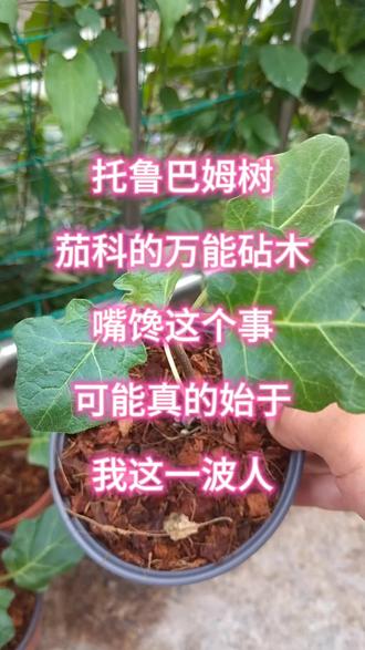 托鲁巴姆树——茄科的万能砧木 嘴馋这个事,可能真的始于我这一波人#分享我的植物种植日常 #记录我的种植过程 #种植的乐趣 #种植记录分享