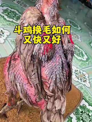 #斗鸡#高质量斗鸡#斗鸡养殖#斗鸡养殖技术#斗鸡文化