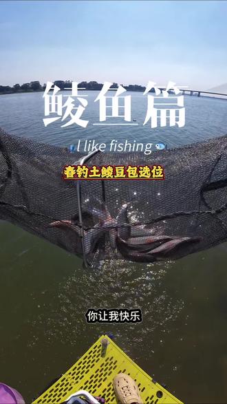 初春钓土鲮豆包来选位#土鲮 #钓鱼人就是这么疯狂 #沃鼎王者神剑三代 #城市鱼仓诱鲮魂 #鲮刀
