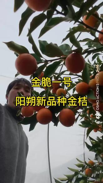 新金桔品种最新专利金脆一号,不用摘花开花就能结果,脆密品质,#我为家乡农产品代言 #金脆一号 #金脆一号果苗 #上热门 #我为家乡农产品代言