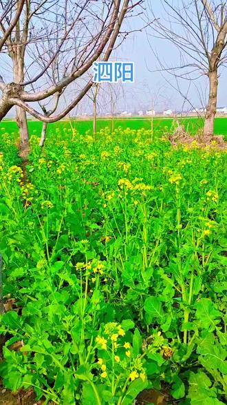 #心安之处是故乡 三月启程,春在路上,花在枝上,所有的美好都将奔赴而来#抖出你的家乡美景 #我为家乡农产品代言 #乡土气息