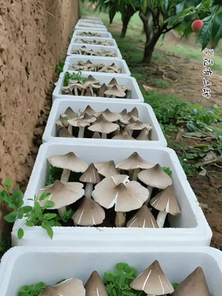 鸡枞菌菌种包#菌子的季节 #食用菌栽培 #鸡枞菌#捡菌子的乐趣