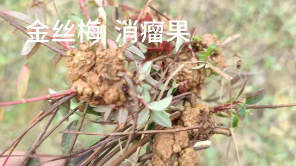 有多少人认识这种植物上的小疙瘩?俗称消瘤果。#植物科普小知识 ?#中药材
