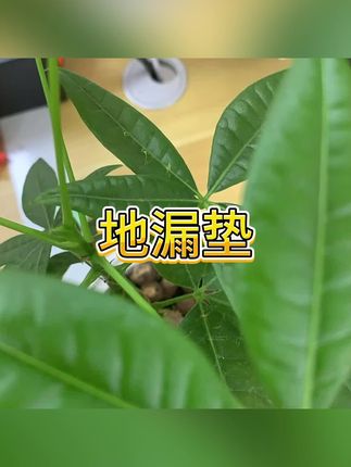 #地漏垫 #地漏盖 #防臭垫