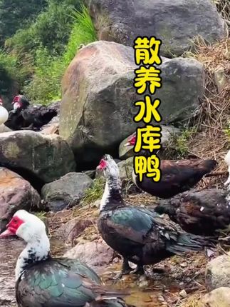 山间溪水边,散养的鸭子悠然自得。🌿生态养殖,健康美味首选!#散养水库鸭 #健康生活#土番鸭#超便宜超划算
