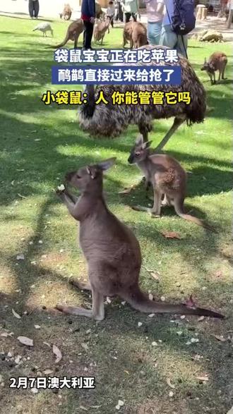 袋鼠宝宝正在吃苹果,鸸鹋直接过来给抢了