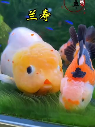 就这个小可爱叫他观赏鱼界的杨玉环,没人反驳吧?不仅身形肥嘟嘟的贼相似,就这颜值,放在古代也是妥妥的大美女,头部像朵花似的隆起。 呆萌呆萌的,巨讨人喜欢,关键智商高,记忆力惊人,简简单单就踢球不说,还能轻轻松松认出主人,情绪价值直接拉满放心,非常皮实好养,一天到晚活力满满,基本不得病不趴缸,喜欢放心拍就行。#鱼缸里的大自然 #观赏鱼 #养鱼日记 #兰寿 #兰寿金鱼