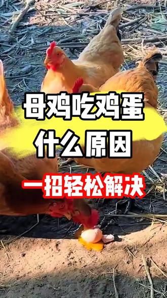 母鸡吃鸡蛋是什么原因?一招轻松解决!#鸡吃鸡蛋#养鸡#三农#农村散养土鸡 #养鸡人