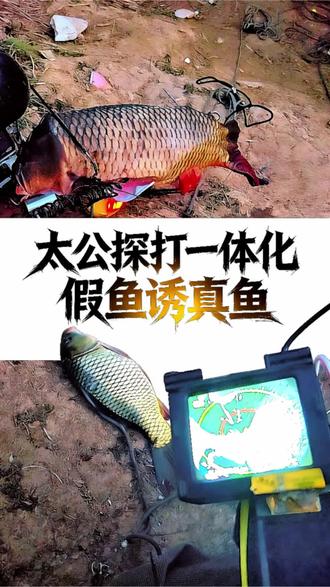 锚太公探打一体化装鱼皮伪装测试效果 #锚太公鱼皮伪装效果 #锚太公探打一体化探钓船 #太公寻鱼无线声纳探鱼器