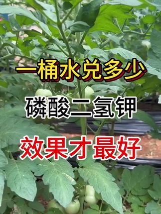 #磷酸二氢钾#磷酸二氢钾厂家直销一件代发#关注我持续更新