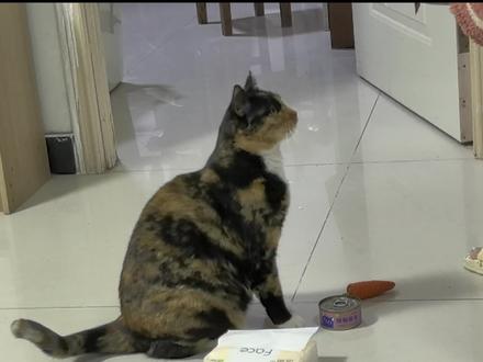 萝卜到货啦,开始萝卜纸巾教学啦,我咪宝好聪明#萌宠日常记录 #猫咪🐈 #萝卜纸巾猫咪挑战