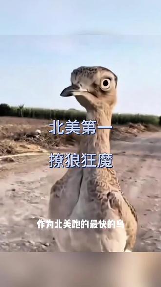 作为鸟类,它为啥不飞?#走鹃 #动物科普