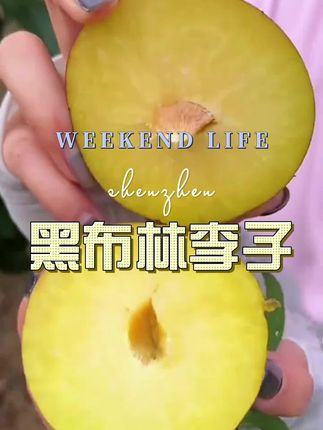 #黑布林李子#李子#新鲜应季水果 #优质农产品