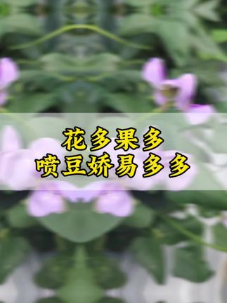 促花保果花多果多喷豆娇易多多#促进花芽分化 #促花保果 #保花保果