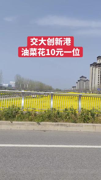 #交大创新港油菜花 3月27日实拍,花开的正艳,门票10元一位#我用摄影看世界 #旅拍