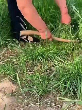 家里养有鸡鸭鱼,牛羊的朋友给大家推荐一款黑麦草种子,它分裂强,口感好,#黑麦草种子 #农村养殖 专用牧草种子