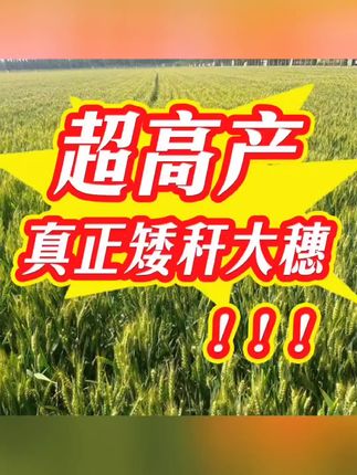 蓝钻版25【第一批】高纯度可留种真正矮秆大穗超高产无枯白穗免化控 #热点话题🔥🔥 #农资种子 #视频创作中心 #肋农扶农 #支持三农扶持三农发展