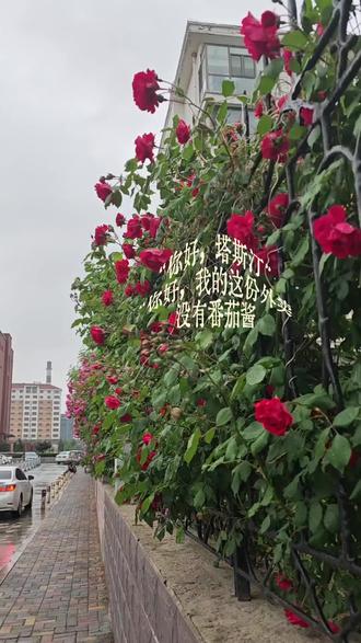 #雨天 “如果真的是因为没有番茄酱就好了,谁也不知道压死骆驼的是最后一根稻草还是番茄酱。成年人的委屈,只有自己知道。”