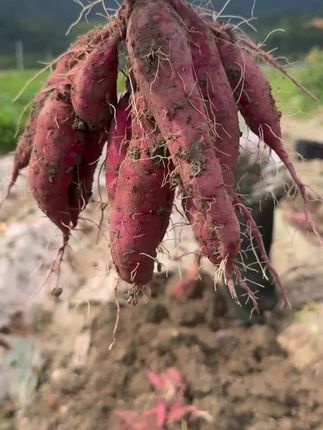 🍠【临安天目山小香薯 · 新鲜现挖!】   💚 扎根天目山腹地,吸足富硒土、山泉水的灵气!   🌱 坚持人工采收,轻挖轻放,薯皮红艳如霞,内芯金黄似蜜!   🔥 今年高温加持,糖分爆表!入口粉糯无筋,甜如板栗,细腻到轻抿即化~#家乡特产 #优质农产品 #软糯香甜 #红薯 #我的乡村生活