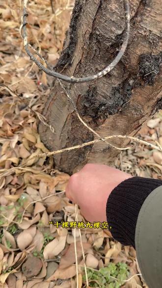 桃枭是什么?桃枭的作用?桃枭什么时候摘?桃枭有什么作用?桃枭怎么处理?#桃枭 #正月桃枭 #省流 #拒绝废话 #科普