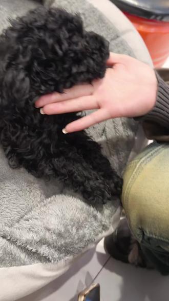 这哪来的扫福瑞#福瑞 #福瑞控 #狗狗 #小臭狗