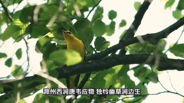 滁州西涧—韦应物#有趣的知识又增长了 #每日朗读 #古诗词的魅力 #春天的色彩