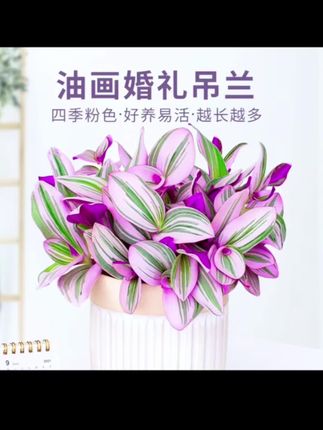 家人们,我们的油画吊兰已经开始给大家打包发货了,您收到货以后只需要浇浇水就可以。它的叶子比花还好看,又叫婚礼吊兰,也是园艺界的奢侈品,它的叶片如彩虹般好看,色彩斑斓。典雅又迷人,放在卧室不仅可以净化空气,还能美化环境。它一旦开花,就会寓意着好运连连,幸福美满。而且不生病、不长虫,小白都能养爆盆,喜欢,你也养上几盆吧!